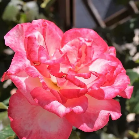 アパート Silvestri Fauglia